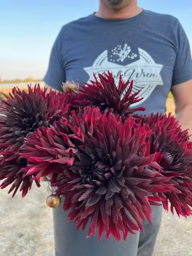 Blackjack Dahlia Tuber