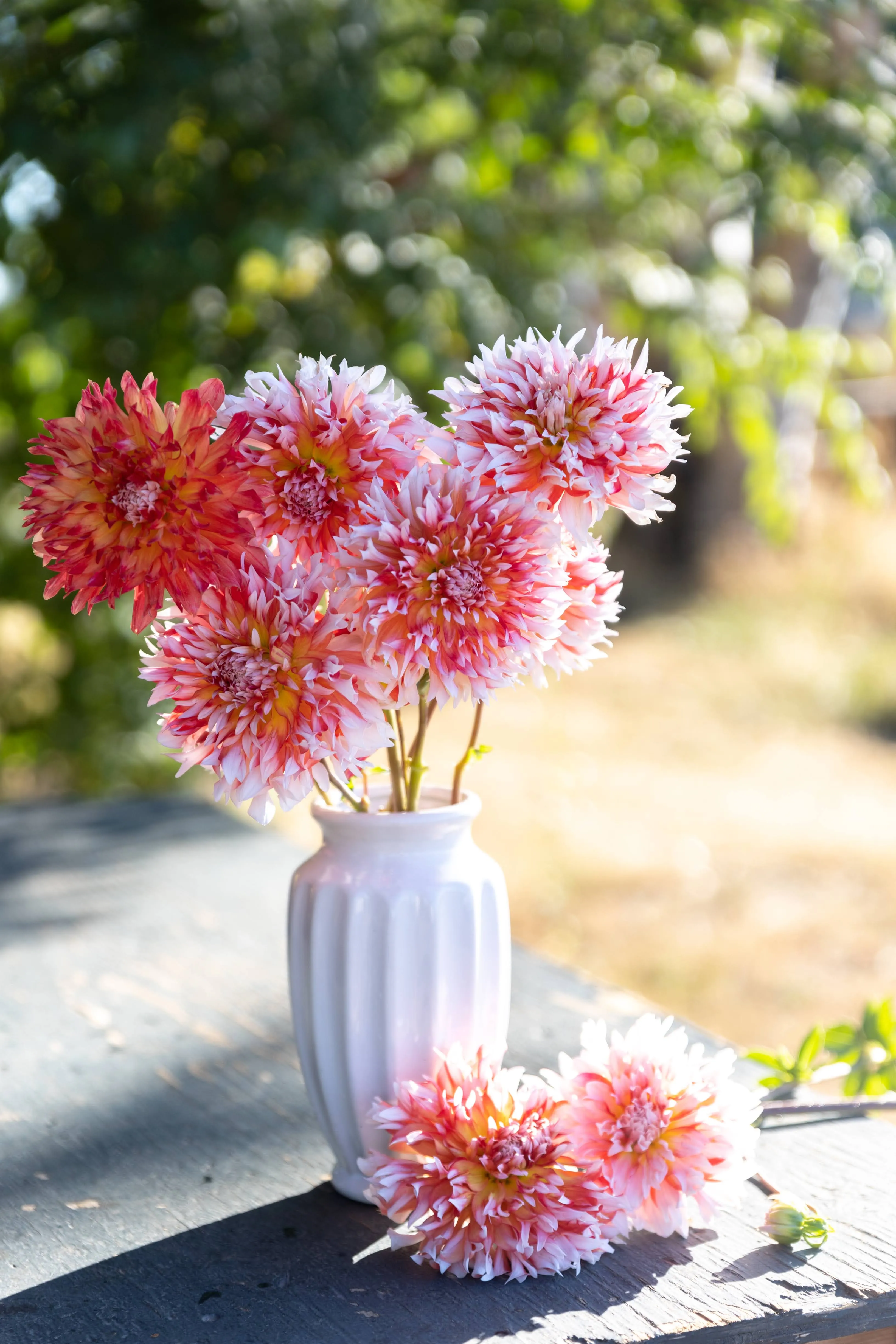 Bloomquist Amazing Dahlia Plant: Rooted cutting