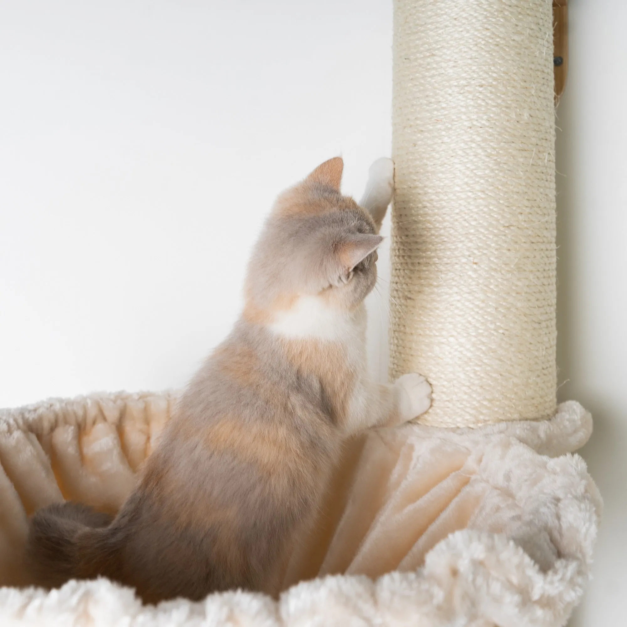 Muro Escalada para Gatos - Polo de Sisal XXL con Hamaca 45Ø de Luxe (Beige)